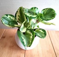 ジンたろ様 リクエスト 2点 まとめ商品