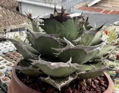 2025年最新】シエラミクスティカの人気アイテム - メルカリ