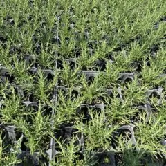 y*a様 人気植物‼️ 白頭竜大戟（白大戟 Euphorbia pentops） - メルカリ