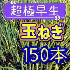 2026年最新】玉ねぎ苗 極早生の人気アイテム - メルカリ