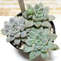 池田様 リクエスト 6点 まとめ商品