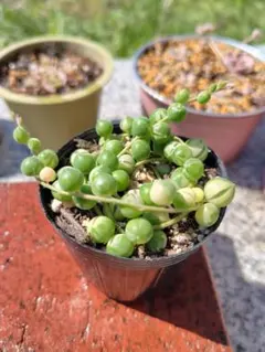希少‼️ ディスキディア ヌンムラリア 斑入り 抜き苗 観葉植物 - メルカリ