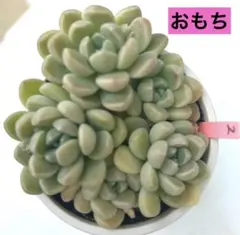 harapekokintaro-wx2様 リクエスト 2点 まとめ商品