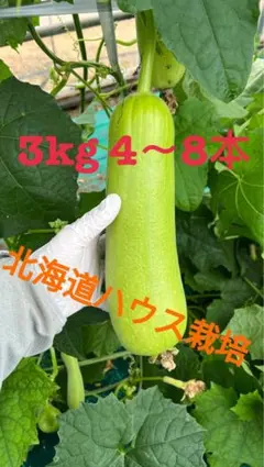バングラデシュ野菜 ラウ（夕顔／Bottle Gourd）新鮮採れたて 5kg