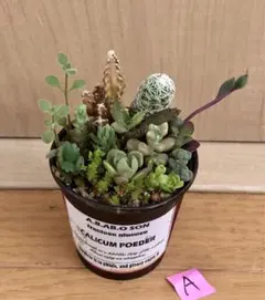訳あり　A そのまま飾れます❤️ カラフル　紅葉　多肉植物　寄せ植え　育て方メモ