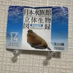 海洋堂 日本水族館立体生物録　セイウチ　フィギュア