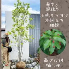 超絶品。美斑紋 山採りアオダモ本株立ち3.8M（鉢底から） - メルカリ