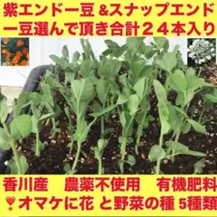 (12)紫エンドー豆の苗 &スナップエンドー豆の苗合計24本❣️オマケに5種の種
