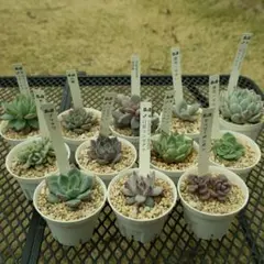 【ぼのぼのさん苗 】のチェリーボンボン、凛花、小蝶ほか9苗セットのサムネイル