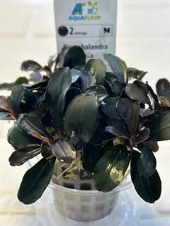 2026年最新】bucephalandraの人気アイテム - メルカリ