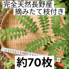 新鮮 天然 山椒の葉 木の芽 枝付き 摘みたて　約10～14枝前後（約70枚）のサムネイル