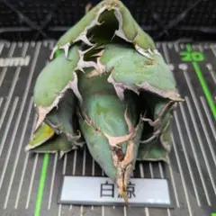 2025年最新】アガベ 白鯨 ボールの人気アイテム - メルカリ