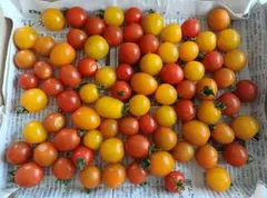 自家製ミニトマトのサムネイル