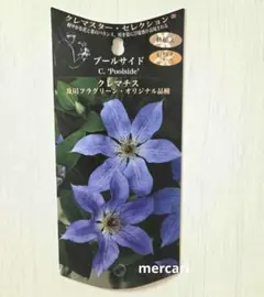 クレマチス　プールサイド　3年生苗　正規品ラベラ付きのサムネイル