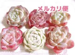 多肉植物 ピンク系 エケベリア 6苗 詰め合わせ 寄せ植え