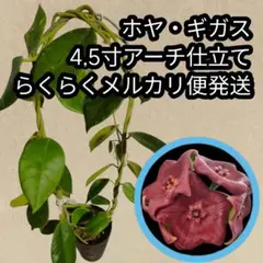 0426 Hoya argentea princess ホヤ アルゲンティア - メルカリ