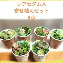 2026年最新】多肉植物 寄せ植え そのまま飾れるの人気アイテム - メルカリ