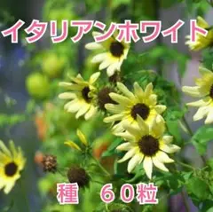 だんしゃり様 リクエスト 2点 まとめ商品
