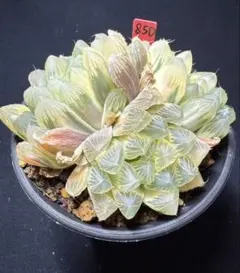 63d 多肉植物　ハオルチア　バデイア錦実生　自家繁殖　鉢植え発送 63d 多肉植物 ハオルチア バデイア錦実生 自家繁殖 鉢植え発送 - メルカリ