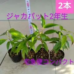 マービィー様 リクエスト 2点 まとめ商品