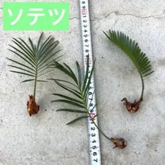 2026年最新】ソテツ 子株の人気アイテム - メルカリ