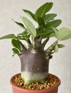 2026年最新】アデニウム ブラックスキンの人気アイテム - メルカリ