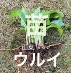 チャタロウチ　アイコ　ウルイ苗 2026年最新】ウルイ 苗の人気アイテム - メルカリ