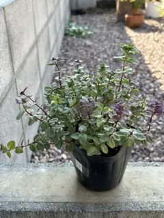 くにちゃん様専用