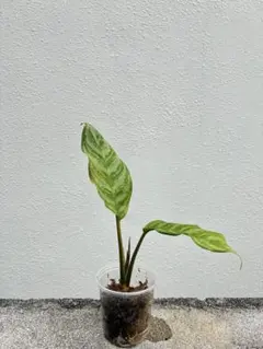 2026年最新】アグラオネマ aglaonemaの人気アイテム - メルカリ