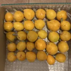千葉県産農薬未使用びわ1キロ - メルカリ