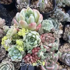 多肉植物　寄せ植えセット大② カット苗のサムネイル