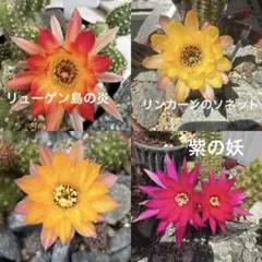 白檀交配種　4種 カキコのサムネイル