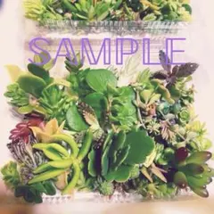 きよぴ様 リクエスト 2点 まとめ商品