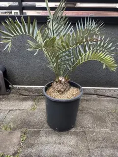 2025年最新】エンセファラルトス トリスピノーサスの人気アイテム