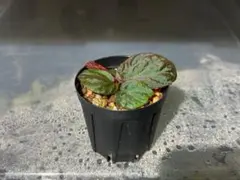 チガー様 リクエスト 2点 まとめ商品