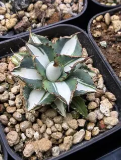 最終値下げ 高級品種】Agave アガベ 