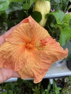 伊良湖岬のハイビスカス リリー 5寸 - メルカリ