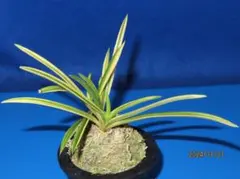 まっさ様 リクエスト 2点 まとめ商品