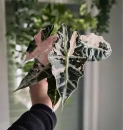 2025年最新】アロカシア 斑入り ピンクの人気アイテム - メルカリ