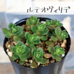 kazu様 リクエスト 2点 まとめ商品