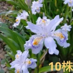 ピンポンオレンジ菊1本+ワインレッド小菊2本+ 釣鐘草2球根 3種セット③