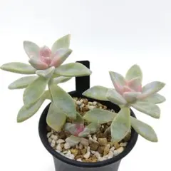 すーちゃん様 リクエスト 5点 まとめ商品