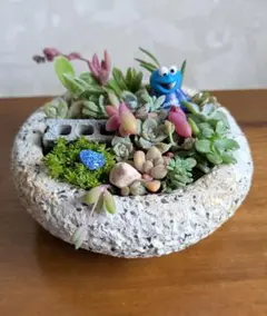 多肉植物寄植え