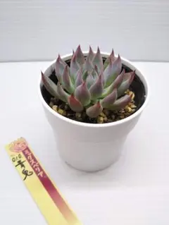 2025年最新】ミックスベリア 青鬼の人気アイテム - メルカリ