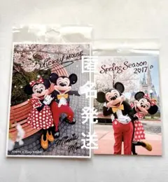 TDL ミッキー　ミニー　さくら　桜　ブロマイド、ポストカード　未開封