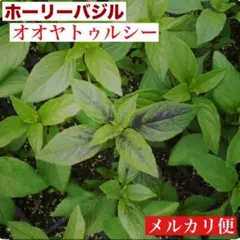 ホーリーバジル オオヤトゥルシー 苗 バジル苗 ハーブティー ガパオ ハーブのサムネイル