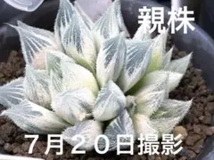 2026年最新】ハオルチア 白蛇伝の人気アイテム - メルカリ