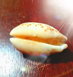 鹿児島県内で採集した「中型の貝殻20種類」 - メルカリ