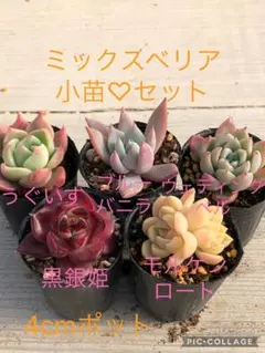 みぃ様 リクエスト 2点 まとめ商品