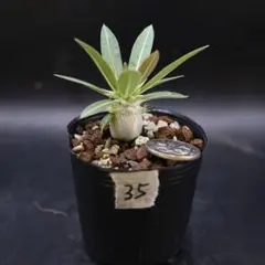 【鉢付】35 パキポディウムsp グラキリス　塊根植物　観葉植物のサムネイル